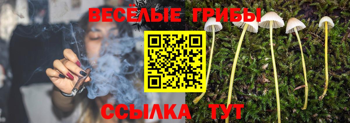 Псилоцибиновые грибы Psilocybe Батайск